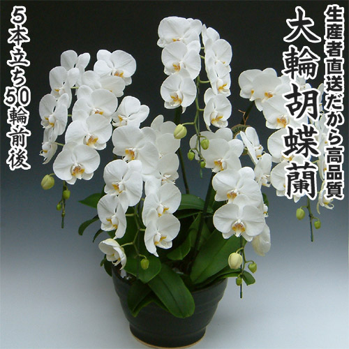 開店・開業・お礼・退職・移転・楽屋見舞い・結婚祝い・誕生日・記念日・ビジネス・お歳暮・福袋・景品・クリスマス・お悔みetc大輪胡蝶蘭5本立ち50輪前後｜味縁