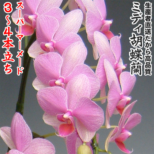 開店・開業・お礼・退職・移転・楽屋見舞い・結婚祝い・誕生日・記念日・ビジネス・お歳暮・福袋・景品・クリスマス・お悔み・母の日etcミディ胡蝶蘭スーパーマーメイド3~4本立ち|味縁