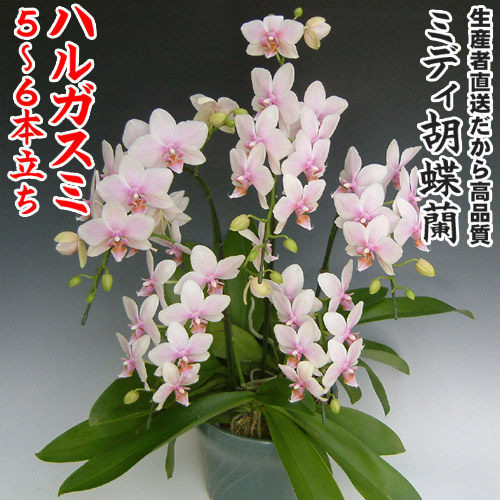 開店 開業 感謝 引退 移す 着替え所視察 結婚式祝宴 降誕日曜 祝する日 実業 お歳暮 福袋 プレミアム クリスマス お悔み マミーの日etc電子楽器デジタルインタフェース蝶々幽客ハルガスミ5 6基立ち 期節する 品目5倍加 Marchesoni Com Br 開店 開業 感謝 引退 移す 着替え所視察 結婚式祝宴 降誕日曜 祝する日 実業 お歳暮 福袋 プレミアム クリスマス お悔み マミーの日etc電子楽器デジタルインタフェース蝶々幽客ハルガスミ5 6基立ち 期節する 品目5倍加 Marchesoni Com Br