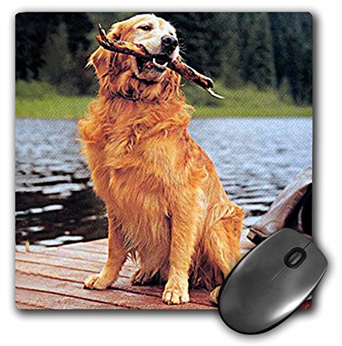 【中古】【未使用・未開封品】3Dローズ 犬 ゴールデン レトリバー - ゴールデン レトリバー - マウス パッド - マウスパッド - mp_245_1 (並行輸入) [並行輸入品]