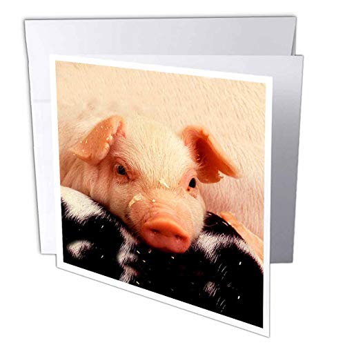 【中古】【未使用・未開封品】ファーム動物???Piglets???グリーティングカード Set of 12 Greeting Cards｜AJIMURA-SHOP