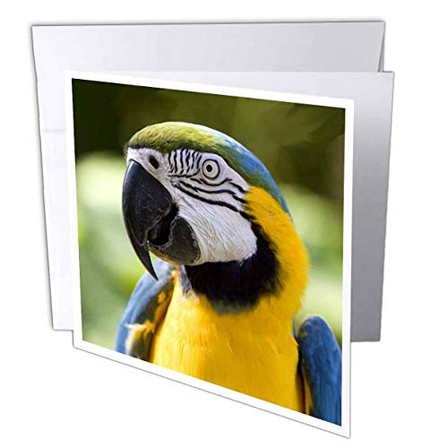 【中古】【未使用・未開封品】鳥???Parrot???グリーティングカード Set of 12 Greeting Cards｜AJIMURA-SHOP