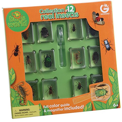 【中古】【未使用・未開封品】Encased Insects