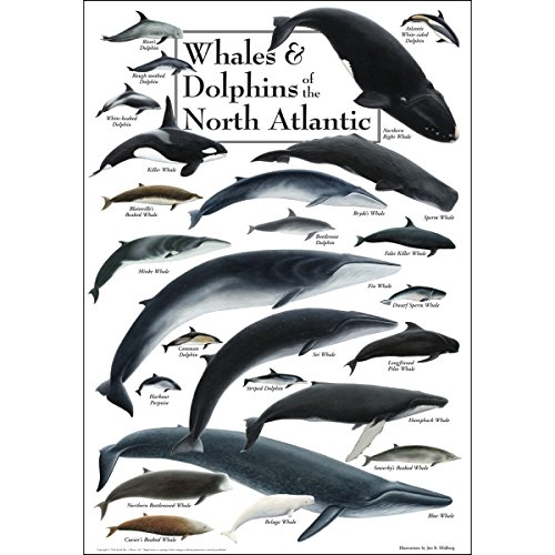 【中古】【未使用・未開封品】クジラ&ドルフィンof the North Atlanticポスター