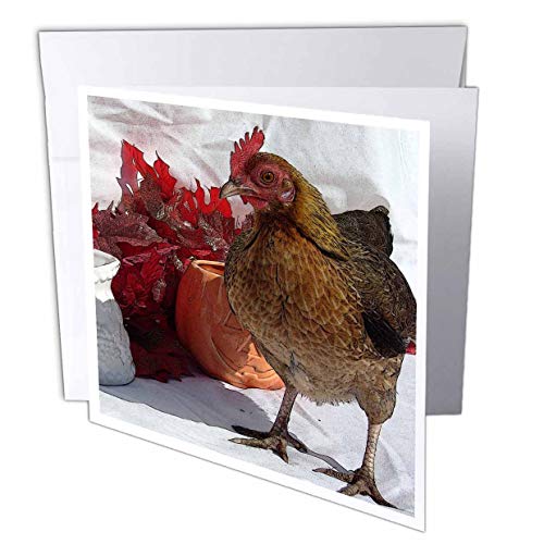 【中古】【未使用・未開封品】キャッシー・ピーターChickens???Fallチキン???グリーティングカード Set of 6 Greeting Cards