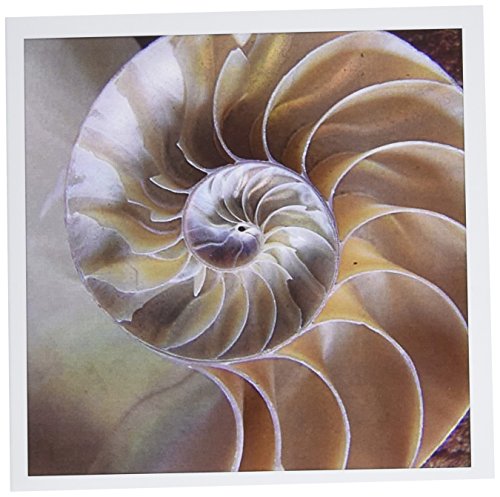 【中古】【未使用・未開封品】フローレンDecorative???Nautilus Shell???グリーティングカード Set of 12 Greeting Cards｜AJIMURA-SHOP