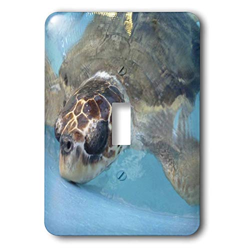 【中古】【未当て嵌める・未開封品】3drose LLC lsp _ 7863?_ 1?Under Water Turtle Singleうつり変わり取り替えっこ