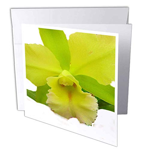 【中古】【未使用・未開封品】フローレン花???Lemony Orchid???グリーティングカード Set of 6 Greeting Cards