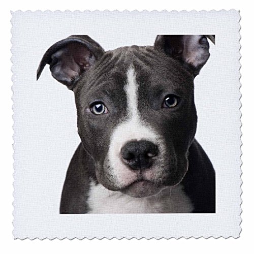 【中古】【未使用・未開封品】3dRose qs_4240_1 American Pit Bull Terrier 子犬用キルト正方形、10×10インチ