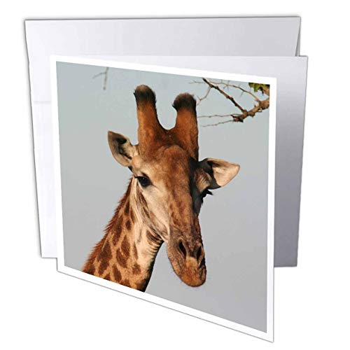 【中古】【未使用・未開封品】Angelique Cajamサファリキリン???South African面Giraffe Head Sky Background???グリーティングカード Set of 12 Greeting Cards画像