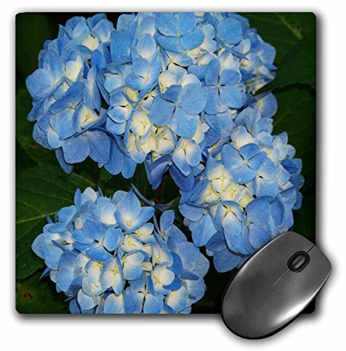 【中古】【未当て嵌める・未開封品】3drose LLC 8?x 8?x 0.25in青色と黄みHydrangeaクラスタマウスパッド( MP _ 21629?_ 1?) パソコン・周辺機器-マウスパッド