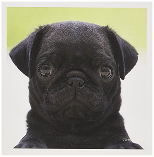 【中古】【未使用・未開封品】ジャッキー・Popp Nature N野生動物???パグ子犬???グリーティングカード Set of 12 Greeting Cards|AJIMURA-SHOP