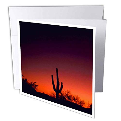 【中古】【未使用・未開封品】Sandy Mertens Arizona???Sabino Canyon???グリーティングカード Set of 12 Greeting Cards