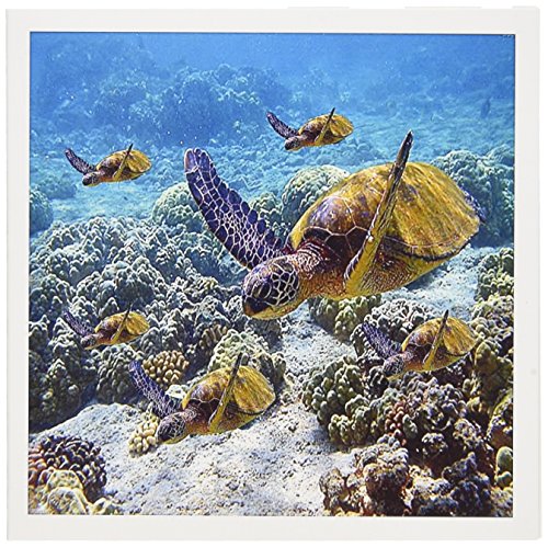 【中古】【未使用・未開封品】Ocean Life???Sea Turtles???グリーティングカード Set of 6 Greeting Cards｜AJIMURA-SHOP