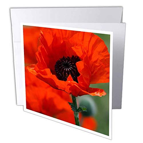 【中古】【未当て嵌める・未開封品】Yves Creations Florals and Bouquets???Beautiful Red Poppy???グリーティングカード Set of 12 Greeting Cards