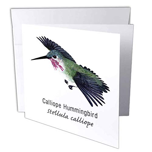【中古】【未使用・未開封品】BoehmグラフィックスHummingbird???ヒメハチドリ???グリーティングカード Set of 12 Greeting Cards｜AJIMURA-SHOP