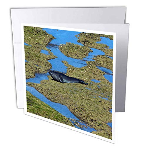 【中古】【未使用・未開封品】Kike Calvo動物???Seal At Caleta Valdesアルゼンチン???グリーティングカード Set of 12 Greeting Cards｜AJIMURA-SHOP