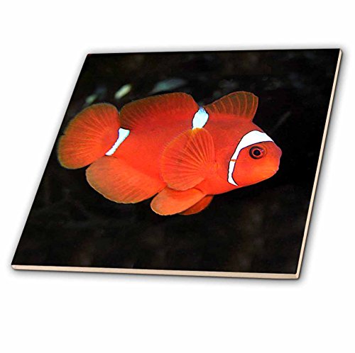 【中古】【未使用・未開封品】CT 1110?Tropical Fish???Clownfish???タイル 4-Inch-Ceramic ct_1110_1