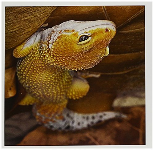 【中古】【未当て嵌める・未開封品】Danita Delimont???Lizards???Leopard Geckoモーフ、蜥蜴、pakistan-as28?aje0000???アダム・ジョーンズ???グリーティングカード