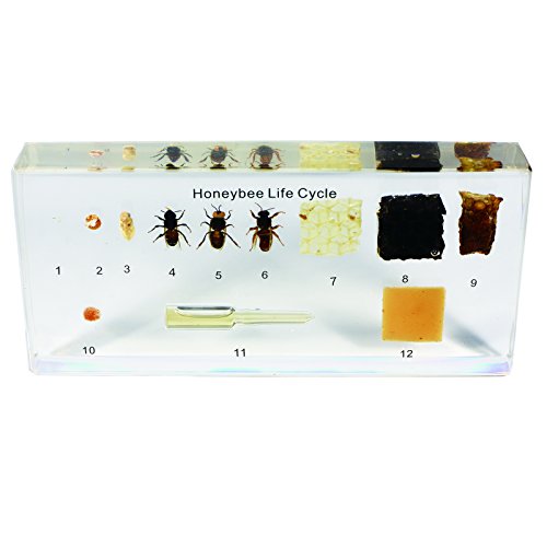【中古】【未使用・未開封品】Real Bug アクリルミツバチライフサイクル バイオプラストブロック 幅6-1/2インチ x 高さ3-5/32インチ x 厚さ0.9インチ