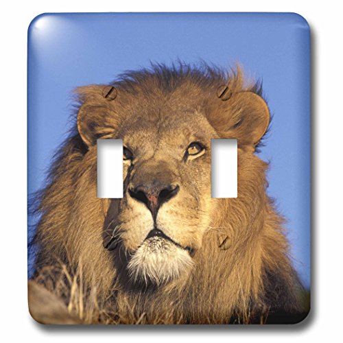 【中古】【未当て嵌める・未開封品】3drose LSP _ 84671?_ 2アフリカ。オスアフリカライオン( Lion ) na02?swe0032?Stuartウェストモーランドダブルうつり変わり取り替えっこ