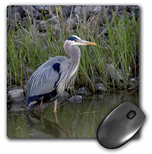 【中古】【未使用・未開封品】3drose LLC 8?x 8?x 0.25インチマウスパッド、Great Blue Heron鳥MaumeeベイRefuge、オハイオ州、(デヴィットR MP 93375?_ 1?)
