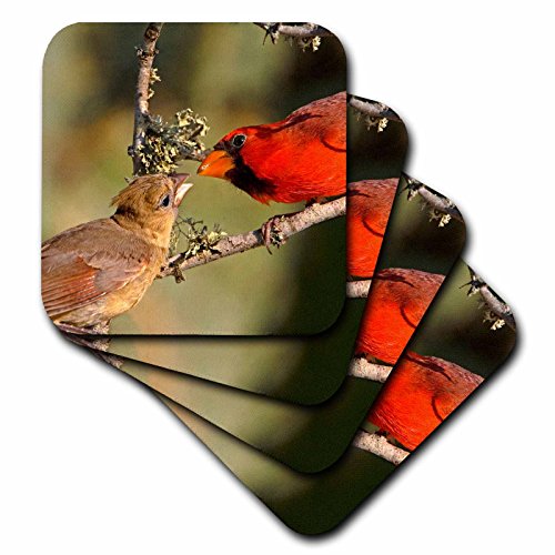 【中古】【未使用・未開封品】(set-of-4-Soft) - 3dRose cst_94372_1 Texas, Rio Grande Valley, Northern Cardinal Birds-Us44 Bja0049-Jaynes Gallery-Soft Coasters, Set o 12,302円