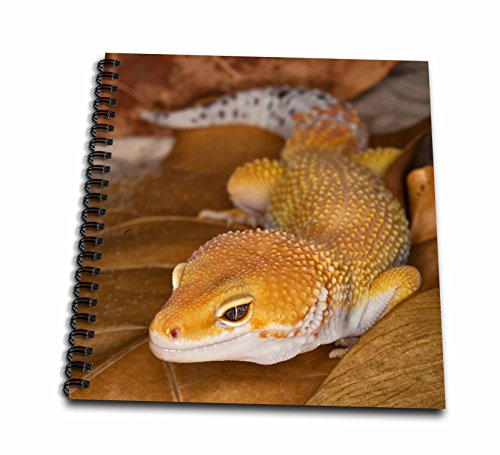 【中古】【未使用・未開封品】(8x8 drawing book) - Danita Delimont - Lizards - Leopard Gecko morph, Lizard, Pakistan-AS28 AJE0000 - Adam Jones - Drawing Book|AJIMURA-SHOP