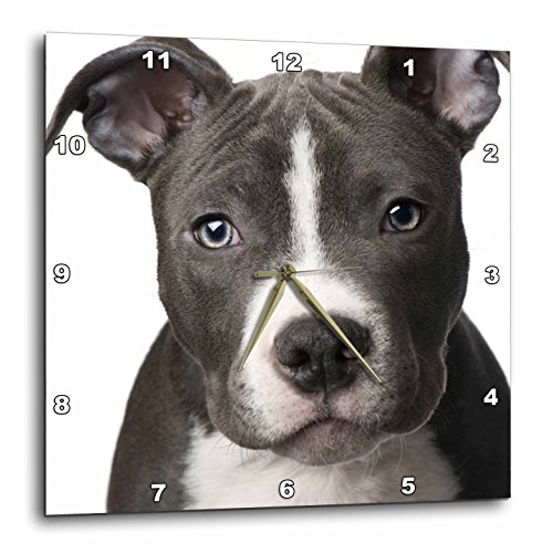 【中古】【未当て嵌める・未開封品】3dRose dpp_4240_3 アメリカンピットブルテリア犬ころ壁時辰儀 15×15in