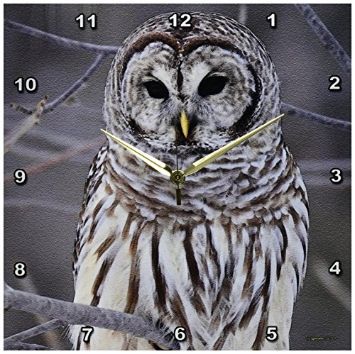 【中古】【未当て嵌める・未開封品】3dRose DPP_21195_2 Barred Owl 壁時辰儀 13x13in
