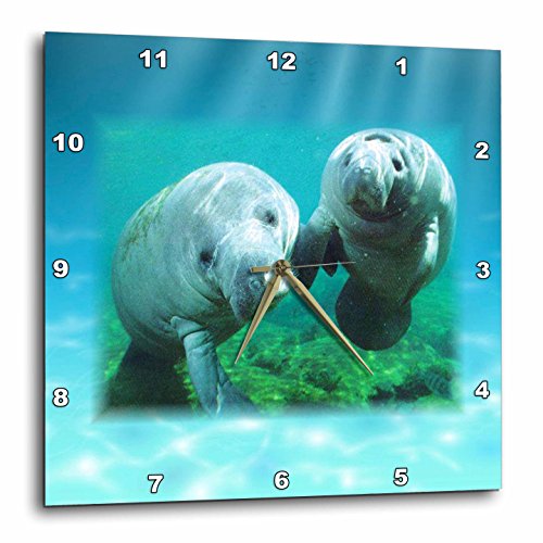 【中古】【未当て嵌める・未開封品】3dRose dpp_39647_2 2 Manatees Looking at You-Wall Clock、13x13in