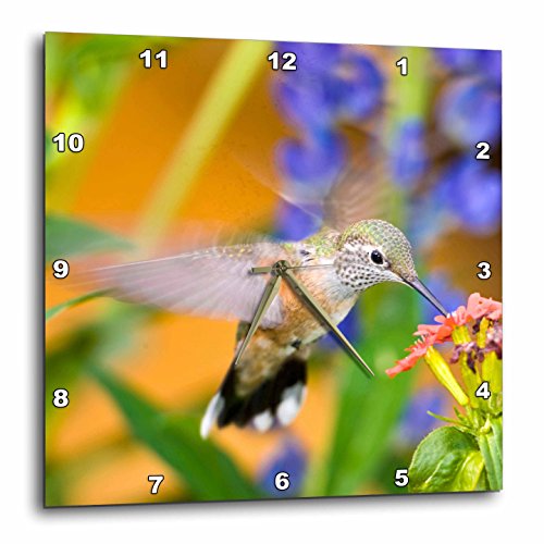 【中古】【未当て嵌める・未開封品】3dRose Colorado, Summit Co, Heeneyy, Rufous hummingbird-US06 BJA0088-Jaynes Gallery-Wall Clock, 15in (DPP_88846_3)