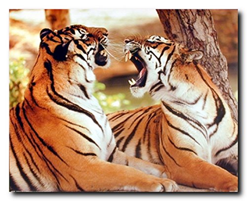 【中古】【未使用・未開封品】プレデター アニマル ベンガル タイガー 狂騒 野生動物 壁装飾 アートプリント ポスター (16x20)画像