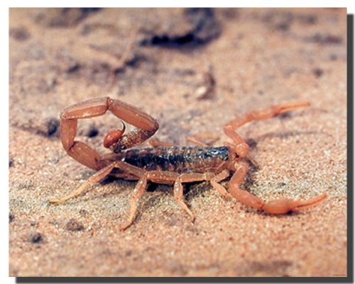 【中古】【未使用・未開封品】Scorpion Michael Francis Insect砂漠Animal Nature壁装飾アートプリントポスター16?x 20