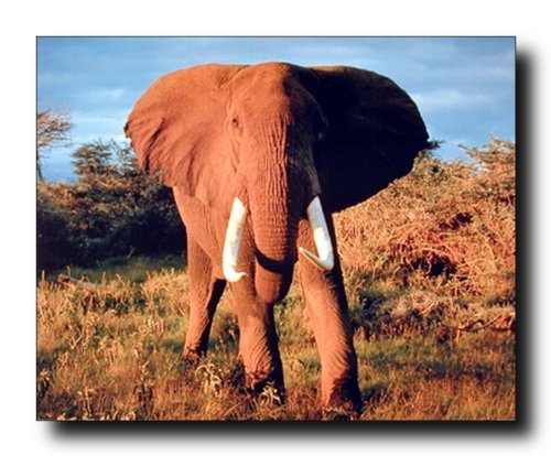 【中古】【未使用・未開封品】African Elephant野生生物動物壁装飾アートプリントポスター16?x 20