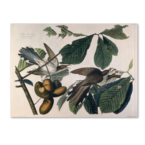 【中古】【未使用・未開封品】John James Audubon のトレードマークファインアートイエロービルドカクーアートワーク 26by32-Inch BL01306-C2632GG
