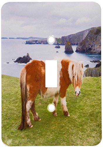 【中古】【未当て嵌める・未開封品】3drose LSP 188900?_ 1?Shetland Pony on pasture near高Cliffs、スコットランドシェトランド列島、。???Singleうつり変わり取り替えっこ