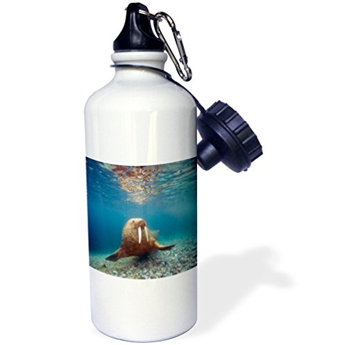 【中古】【未当て嵌める・未開封品】サクラ色WB _ 205392?_ 1ノース、Spitsbergen、Nordaustlandet Walrus Bull Underwater泳ぐ運動競技お水瓶、21薬局衡オンス、白いこと