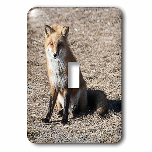 【中古】【未当て嵌める・未開封品】3drose LSP 211590?_ 1赤いことFox Sitting Singleうつり変わり取り替えっこ
