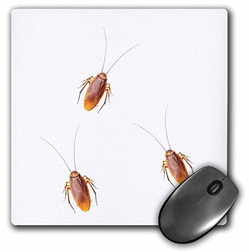 【中古】【未使用・未開封品】ゴキブリゴキブリ,画像のon aホワイト背景???マウスパッド、8?× 8インチ( MP _ 220052?_ 1?)