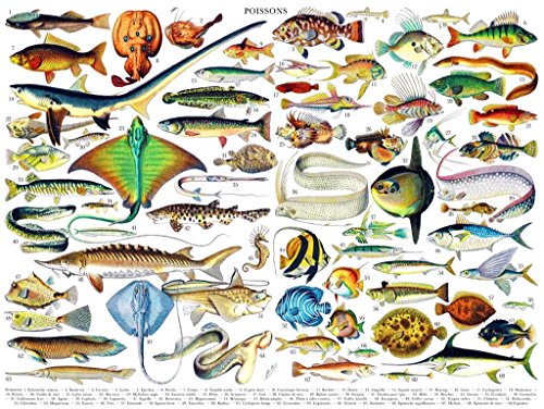 【中古】【未使用・未開封品】New York Puzzle Company - ヴィンテージイメージの魚~ポワソンズ - 1000ピース ジグソーパズル｜AJIMURA-SHOP