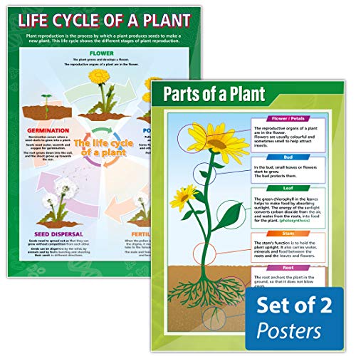 【中古】【未使用・未開封品】植物ポスターセット???パックof 2?|科学教育チャートで高光沢with Heavy Stock Lamination (33?\