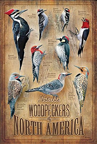 【中古】【未使用・未開封品】裏庭Woodpeckers北アメリカの12?\\\