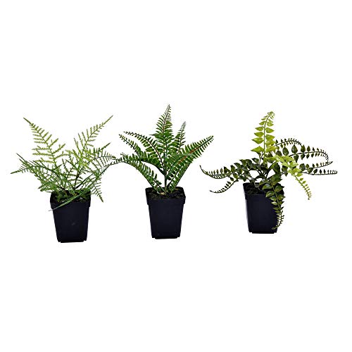 【中古】【未使用・未開封品】ヴィッカーマン 鉢植えシダアスト 日常生活緑 10インチ グリーン|AJIMURA-SHOP