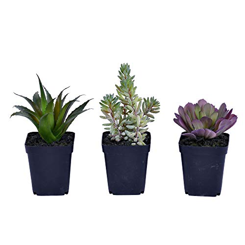【中古】【未使用・未開封品】Vickerman Everyday 7インチ 屋内 多肉植物 3個セット - ブラックプラスチックポット - 装飾本物そっくりの多肉植物 家庭やオフィス用 - メンテ 13,559円