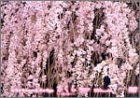 【中古】【未使用未開封】virtual trip さくら-第二章-(トールサイズリニューアル) [DVD]｜AJIMURA-SHOP