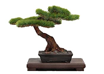 【中古】【未使用未開封】プラッツ 1/12 ザ・盆栽 弐 プラモデル BON-02
