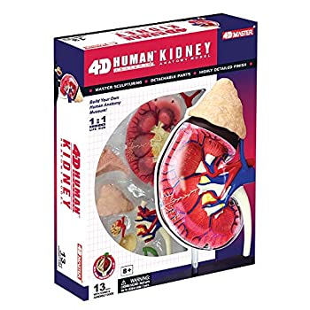 【中古】4D Master Human Anatomy Kidney Model Kit One Color by 4D Master