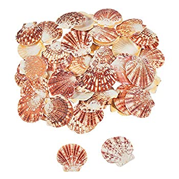 【中古】【未使用未開封】Pecten Macarensis 貝殻 2ポンド ? 子供や楽しいホームアクティビティ｜AJIMURA-SHOP