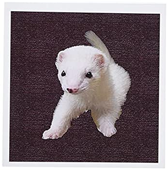 中古 輸入品 未使用 Sandy Mertens動物 赤ちゃんalbino Ferret グリーティングカード Set Of 6 Greeting Cards Andapt Com
